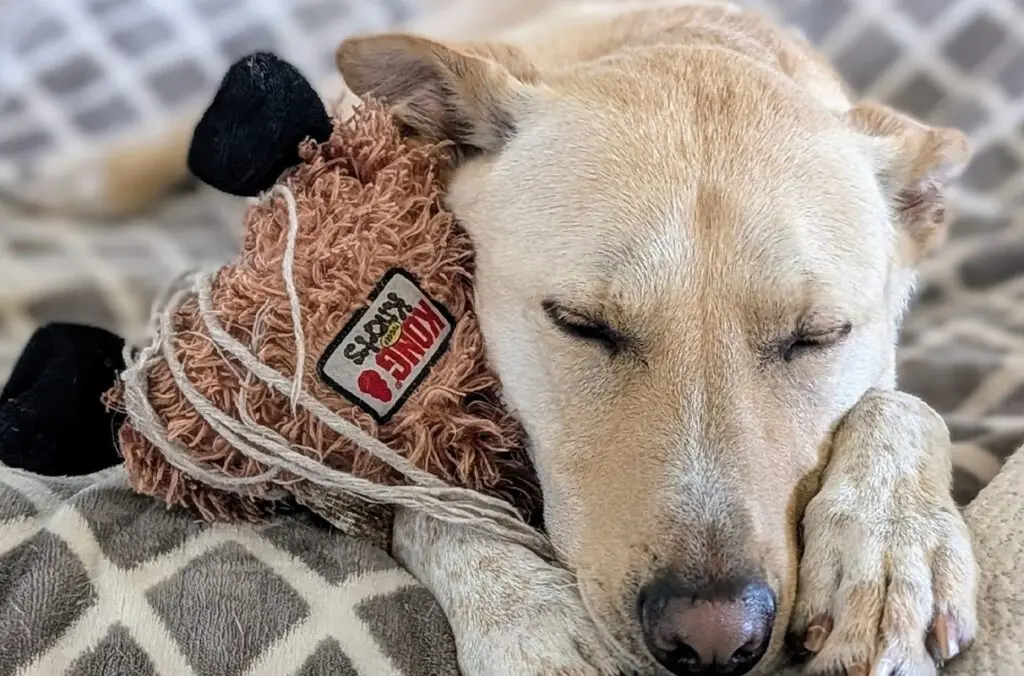 Teddy, a 2-year-old shepherd mix (photo courtesy of Allison Waters).