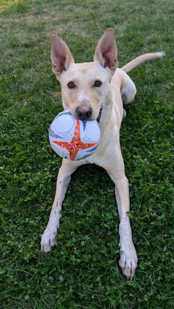 Teddy, a 2-year-old shepherd mix (photo courtesy of Allison Waters).