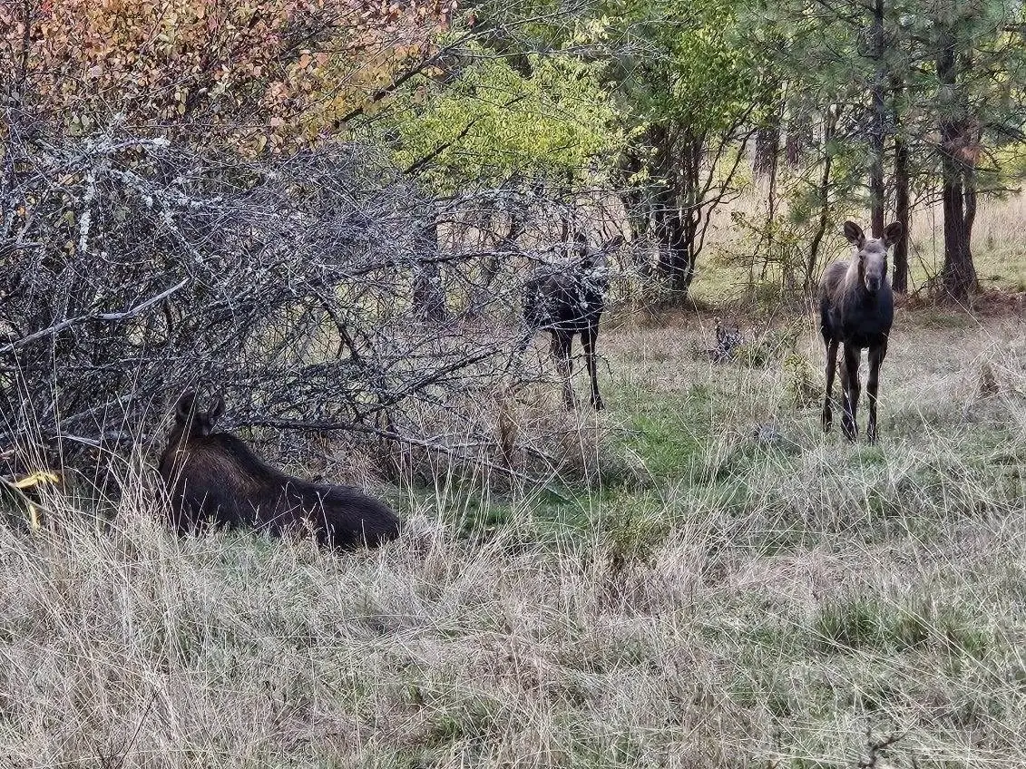 Photo credit: Idaho Fish and Game
