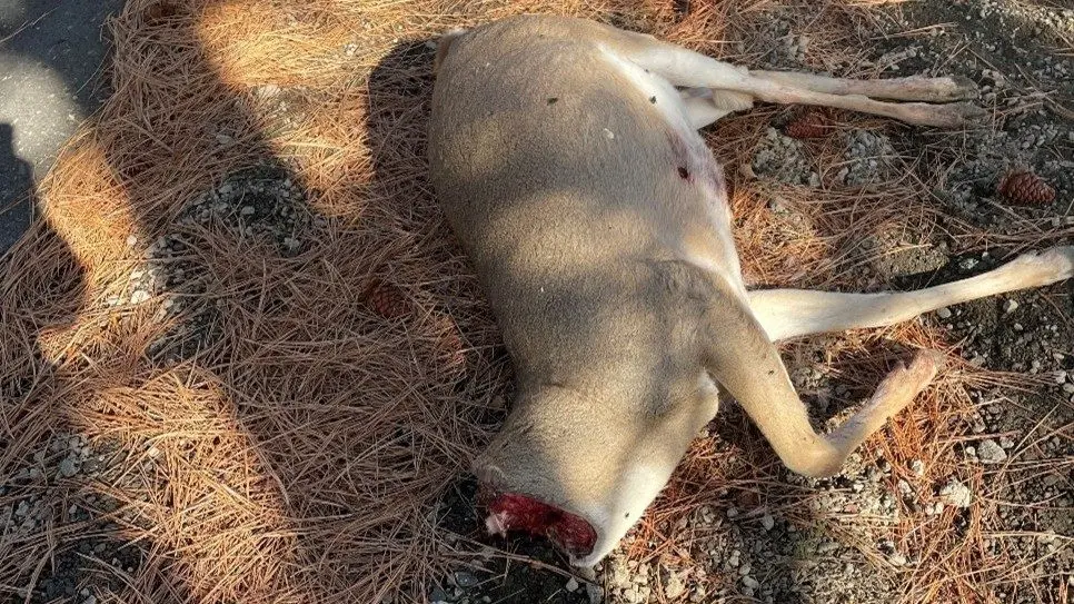 Photo Credit: Idaho Fish and Game
