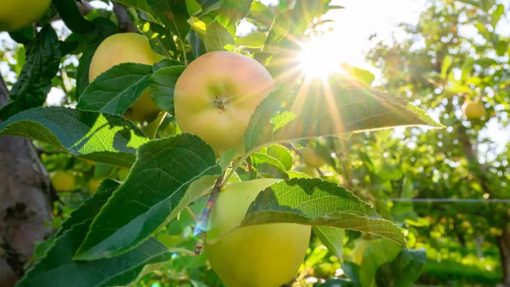 Apples grow in a test plot at WSU's Sunrise Research Orchard at Wenatchee. A WSU researcher has demonstrated that a microscopic organism that thrives in harsh environments could be a tool to fight destructive and costly pathogens in apple orchards. (photo by Robert Hubner/WSU Photo Services).