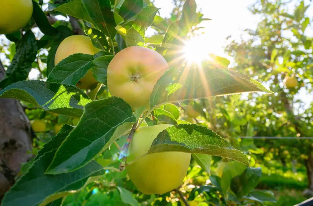 Apples grow in a test plot at WSU's Sunrise Research Orchard at Wenatchee. A WSU researcher has demonstrated that a microscopic organism that thrives in harsh environments could be a tool to fight destructive and costly pathogens in apple orchards. (photo by Robert Hubner/WSU Photo Services).