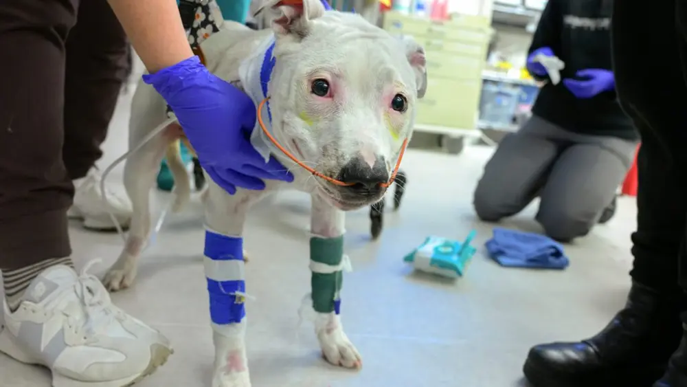 Yuna, a dog who was rescued from a house fire in Moscow is shown in the Emergency and Critical Care Dept. at the Veterinary Teaching Hospital. Part of the gift from Heidi Charleson and her late husband will go towards renovating the facility (photo by Ted S. Warren, College of Veterinary Medicine).