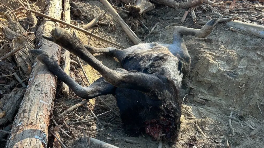 ChatGPT said: Photo Credit: Washington Department of Fish and Wildlife Police