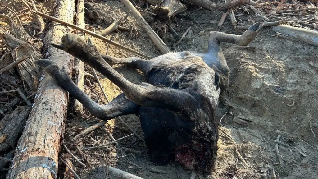 ChatGPT said: Photo Credit: Washington Department of Fish and Wildlife Police