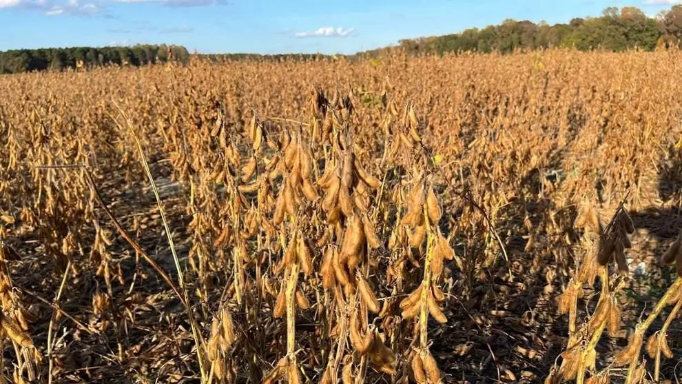 A soybean field is seen in North Carolina during harvest season. Photo: Alan Wooten / The Center Square