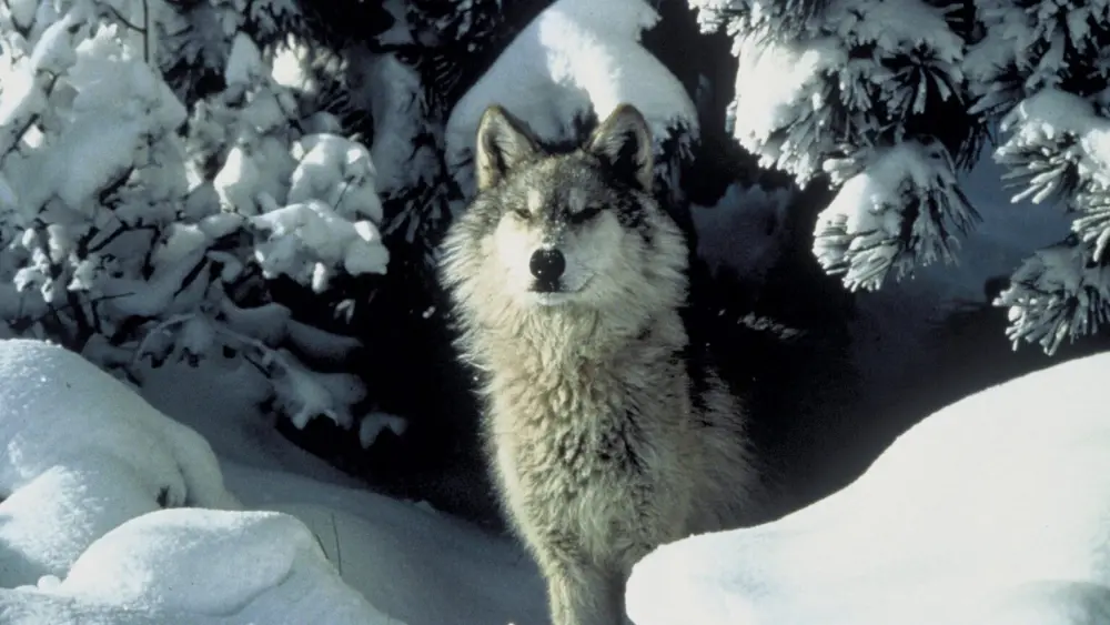 Idaho Department of Fish and Game officials the number of livestock killed by wolves in Idaho has declined in recent years. (File photo courtesy of Tracy Brooks/U.S. Fish and Wildlife Service)