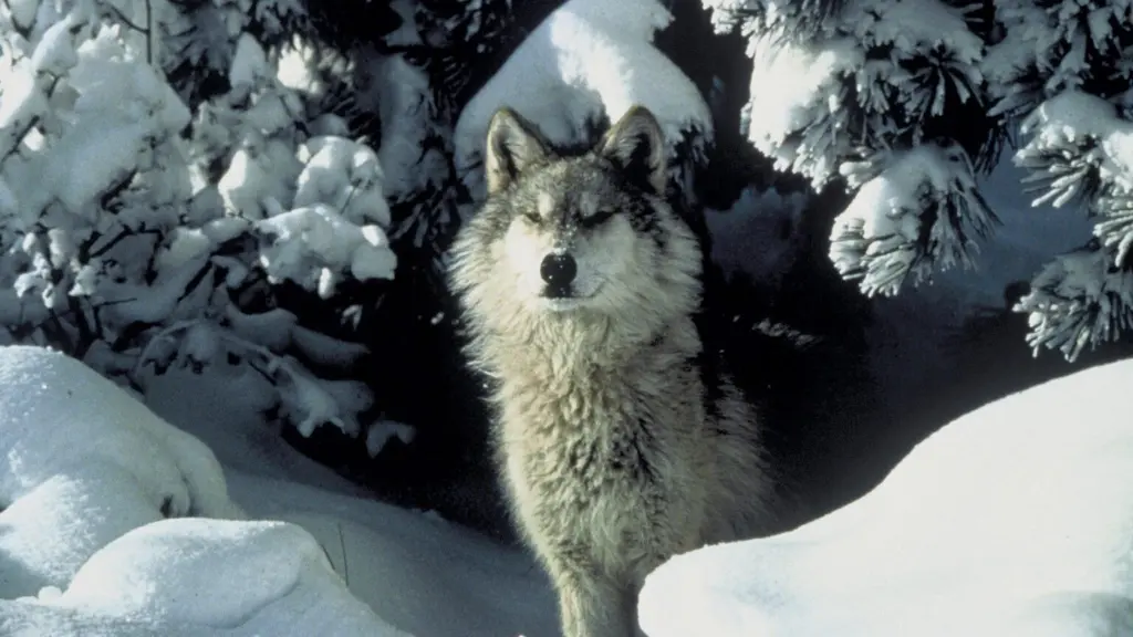 Idaho Department of Fish and Game officials the number of livestock killed by wolves in Idaho has declined in recent years. (File photo courtesy of Tracy Brooks/U.S. Fish and Wildlife Service)