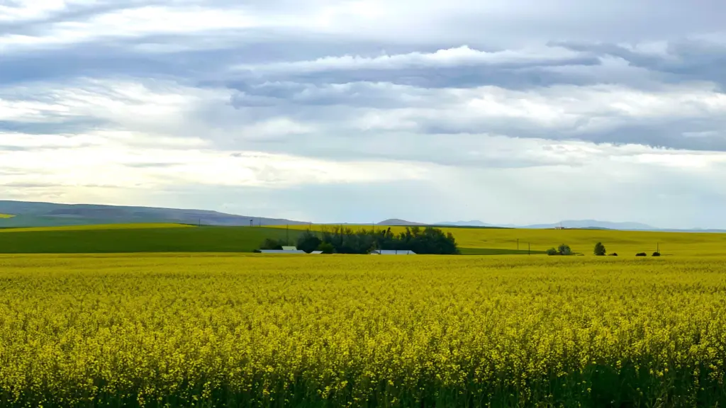 Lewiston Orchards - Photo: Victoria Johnson 2025 Dailyfly News