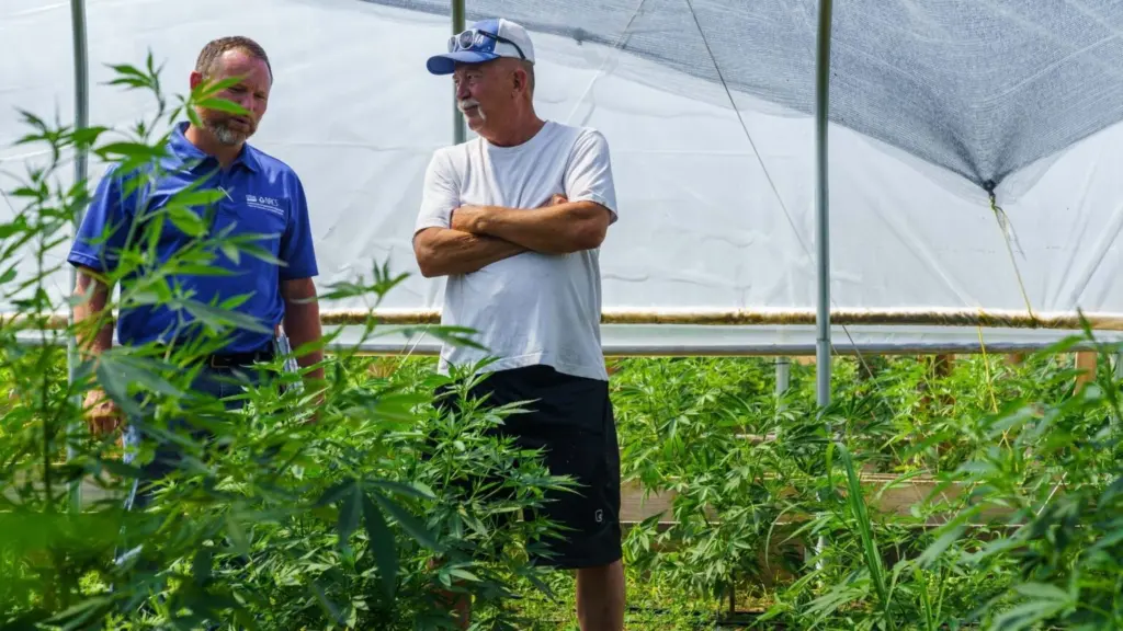 Jeff Garland, right, gives a tour of Papa G’s Organic Hemp Farm in Crawford County, Indiana, on June 23, 2022. Jeff and his son started the farm in 2020. At left is Lee Schnell of the U.S. Natural Resources Conservation Service, which is part of the U.S. Department of Agriculture. (NRCS photo by Brandon O’Connor)