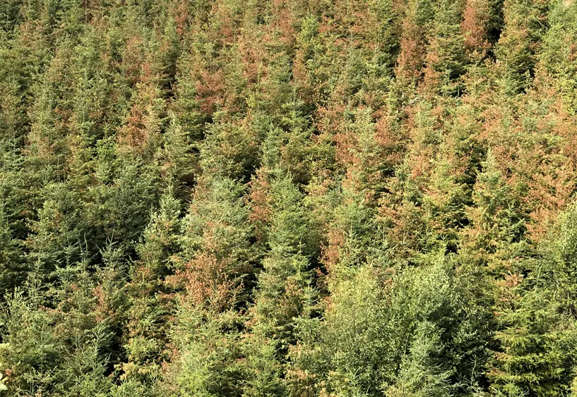 A mixed stand of Douglas-fir and western hemlock scorched near Seaside, Oregon following the 2021 heat dome. (Photo by Gabriela Ritokova/Oregon State University)