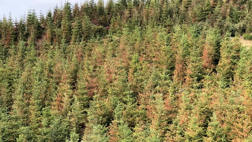 A mixed stand of Douglas-fir and western hemlock scorched near Seaside, Oregon following the 2021 heat dome. (Photo by Gabriela Ritokova/Oregon State University)