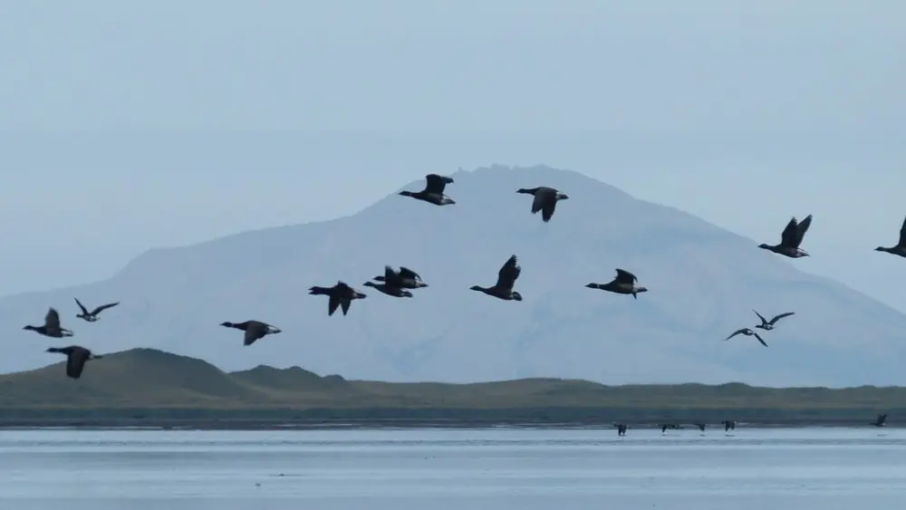 Brant fly over the water on Sept. 28, 2016, at Izembek Lagoon in Izembek National Wildlife Refuge. The refuge supports the entire Pacific population of black brant, a species of goose. (Photo by Kristine Sowl/U.S. Fish and Wildlife Service)