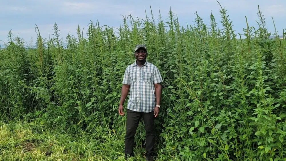Albert Adjesiwor stands beside an infestation of Palmer amaranth, an herbicide-resistant pigweed spreading across southern Idaho.