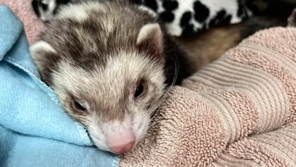 Vanilla the ferret was brought back to health by veterinarians at WSU's Veterinary Teaching Hospital after consuming three cannabis edibles (photo courtesy of Claudia Huerta).