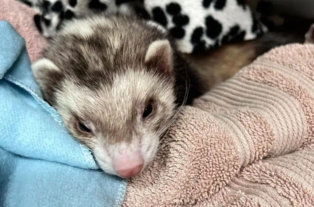 Vanilla the ferret was brought back to health by veterinarians at WSU's Veterinary Teaching Hospital after consuming three cannabis edibles (photo courtesy of Claudia Huerta).