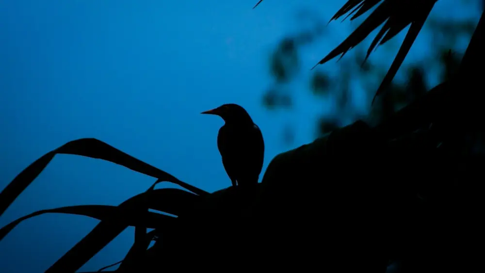 Photo by Arian Aas Sami on Unsplash