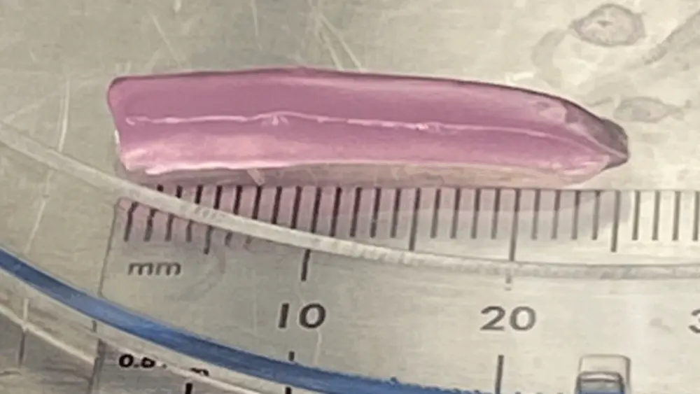 WSU scientists have engineered an artificial cartilage, using stem cells from bone marrow. (WSU photo)