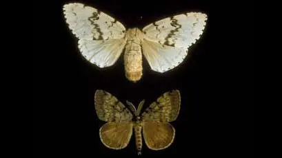 European Gypsy Moth, Pinned specimen of adult European/North American female (top) and male (bottom); USDA, APHIS, Plant Protection and Quarantine Archives