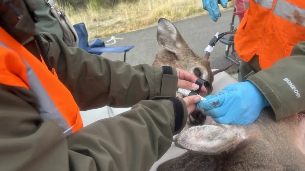 ChatGPT said: Photo credit: Washington Department of Fish & Wildlife