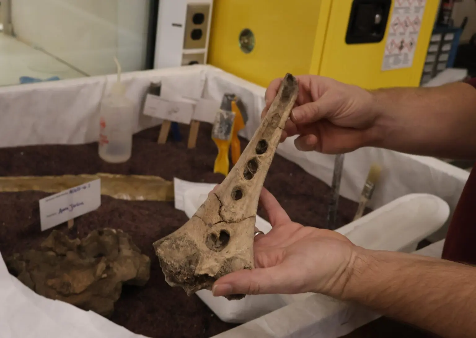 State Paleontologist Clint Boyd shows a mammoth bone discovered under a garage in northwest North Dakota. The bone has deep holes, which Boyd said indicates the animal had a bone disease or was severely malnourished. (Photo by Mary Steurer/North Dakota Monitor)
