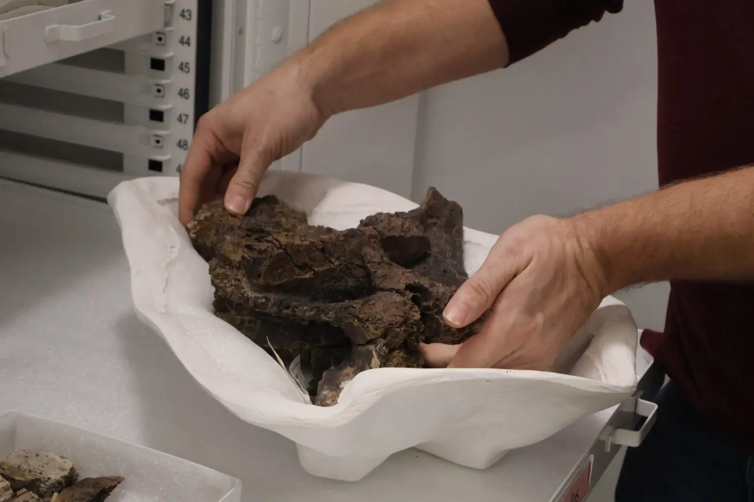 North Dakota State Paleontologist Clint Boyd shows part of a T. rex skeleton discovered at a dig site in Bowman County. (Photo by Mary Steurer/North Dakota Monitor)