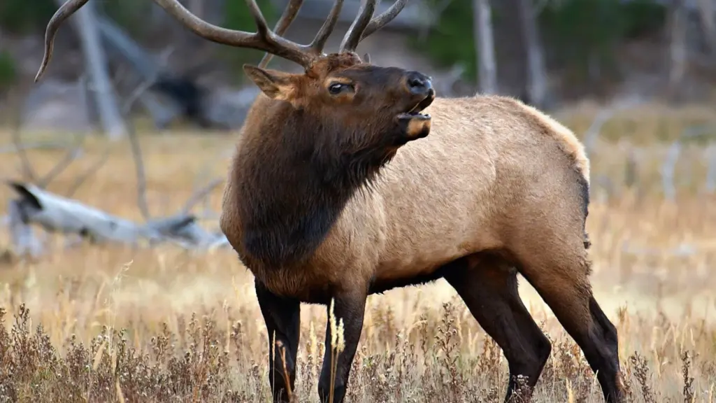 Elk