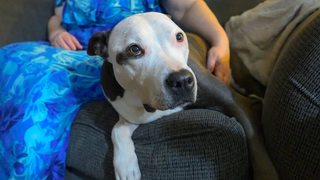 Penny, a pitbull mix owned by Stacy Nichols, of Cheney, Wash., sits next to Nichols on Tuesday, Nov. 18, 2025, in Cheney (College of Veterinary Medicine/Ted S. Warren).