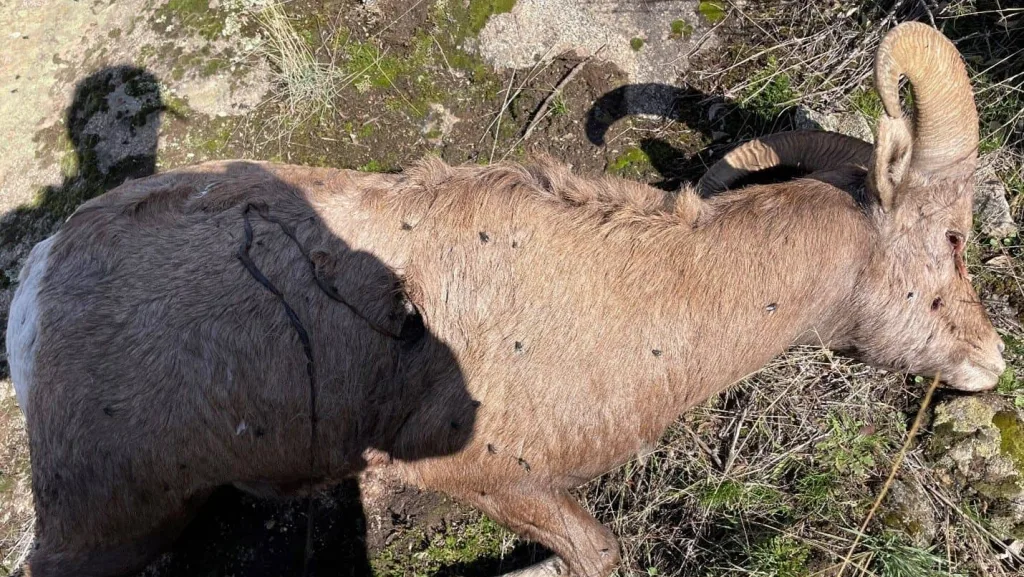 Photo credit: Idaho Fish and Game