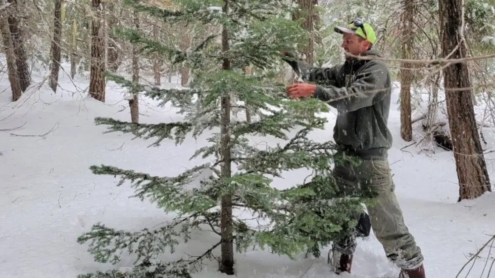 Photo: A Christmas tree is harvested in Oregon. (BLM/FlashAlert)