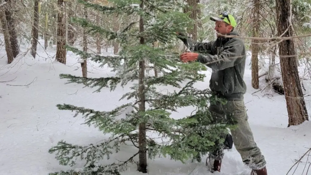 Photo: A Christmas tree is harvested in Oregon. (BLM/FlashAlert)