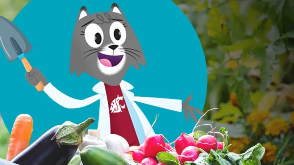 WSU’s feline scientist, Dr. Universe, visited with Tim Waters, regional vegetable specialist at WSU Extension (composite featuring a photo by encierro and an illustration by HasanovaRuzana on Adobe Stock).