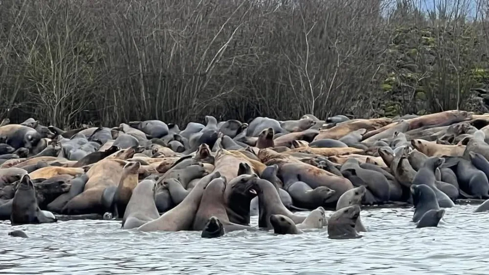 Sea lions on the Cowlitz River, 2025.