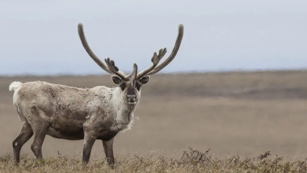 A caribou in the Teshekpuk herd is seen on June 27, 2014, in the National Petroleum Reserve in Alaska. A lawsuit filed Thursday claims the U.S. Bureau of Land Management approved ConocoPhillips’ winter oil exploration plan without adequately considering damages to habitat used by caribou and other wildlife. (Photo by Bob Wick/U.S. Bureau of Land Management)