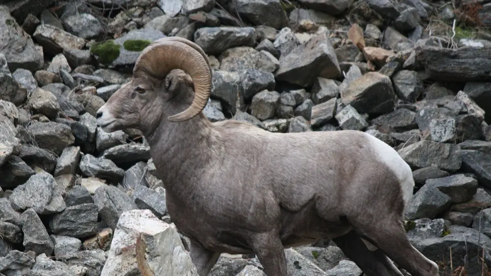 Bighorn Sheep
