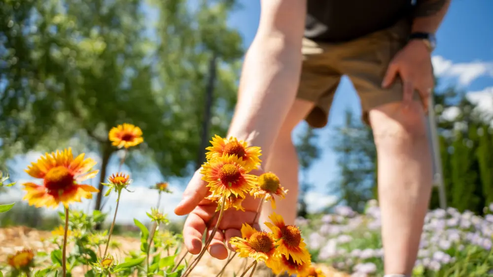 Planting more native Palouse flora, like those pictured here, is a central part of University of Idaho’s new Water Conservation and Management Plan.
