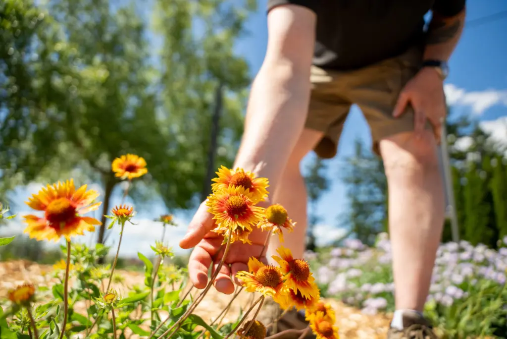 Planting more native Palouse flora, like those pictured here, is a central part of University of Idaho’s new Water Conservation and Management Plan.