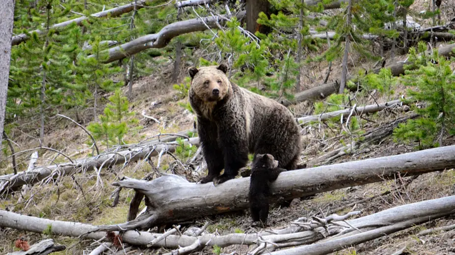 A female grizzly bear with her young cub in April 2016 near the Gibbon River in Yellowstone National Park. (Photo by Frank van Manen/USGS)