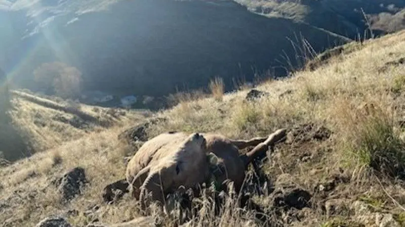 Photo Credit: WDFW Officer Kevin Highfield