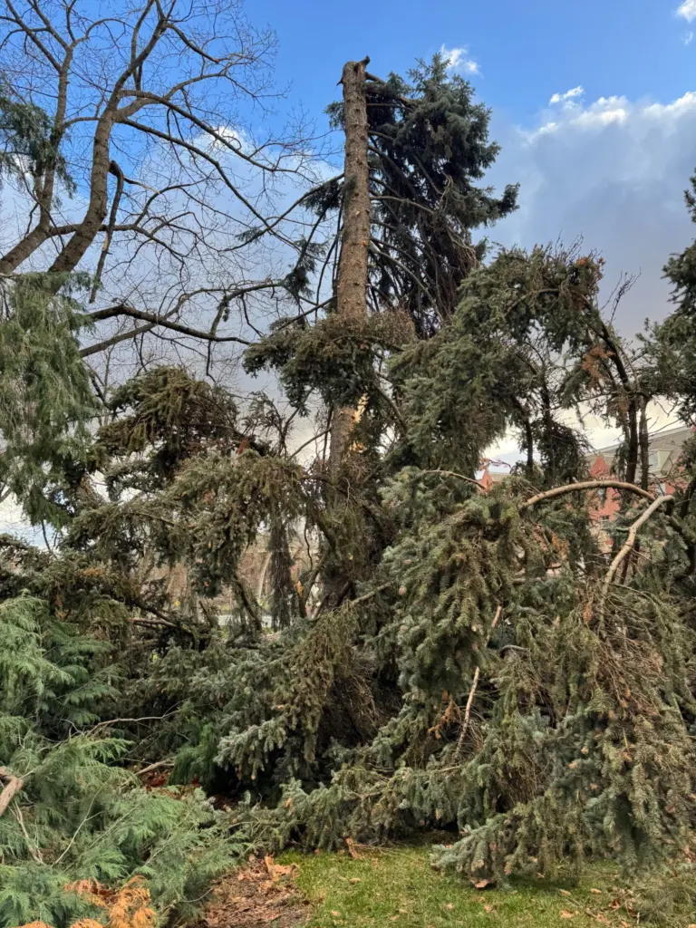 The Colorado blue spruce planted by Theodore Roosevelt was damaged by another tree. Photo credit: University of Idaho