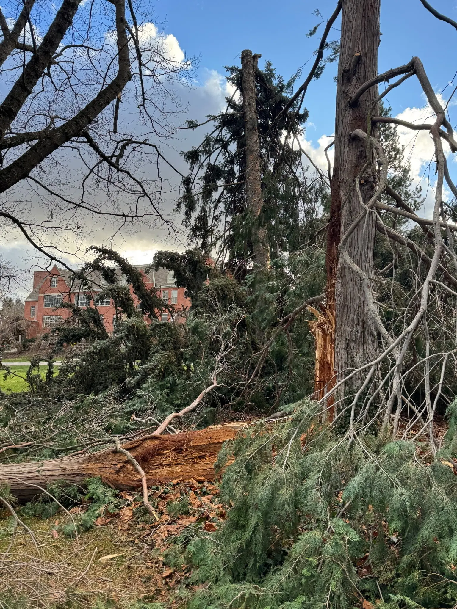 The William Howard Taft Port Orford cedar sustained significant damage. Photo credit: University of Idaho
