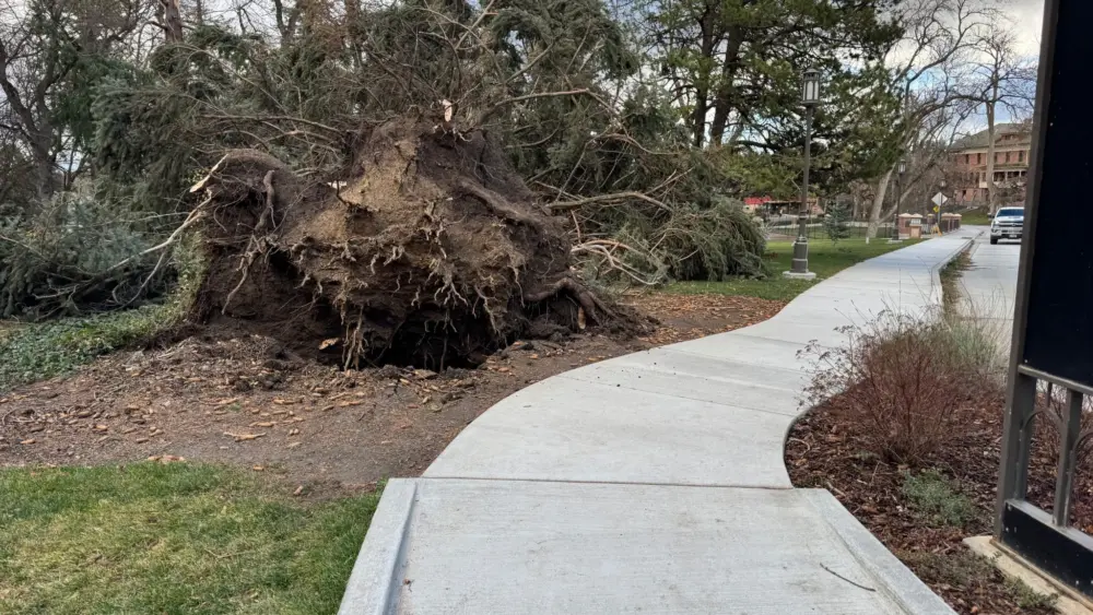 A large spruce in the Presidential Grove that sustained damage. Photo credit: University of Idaho
