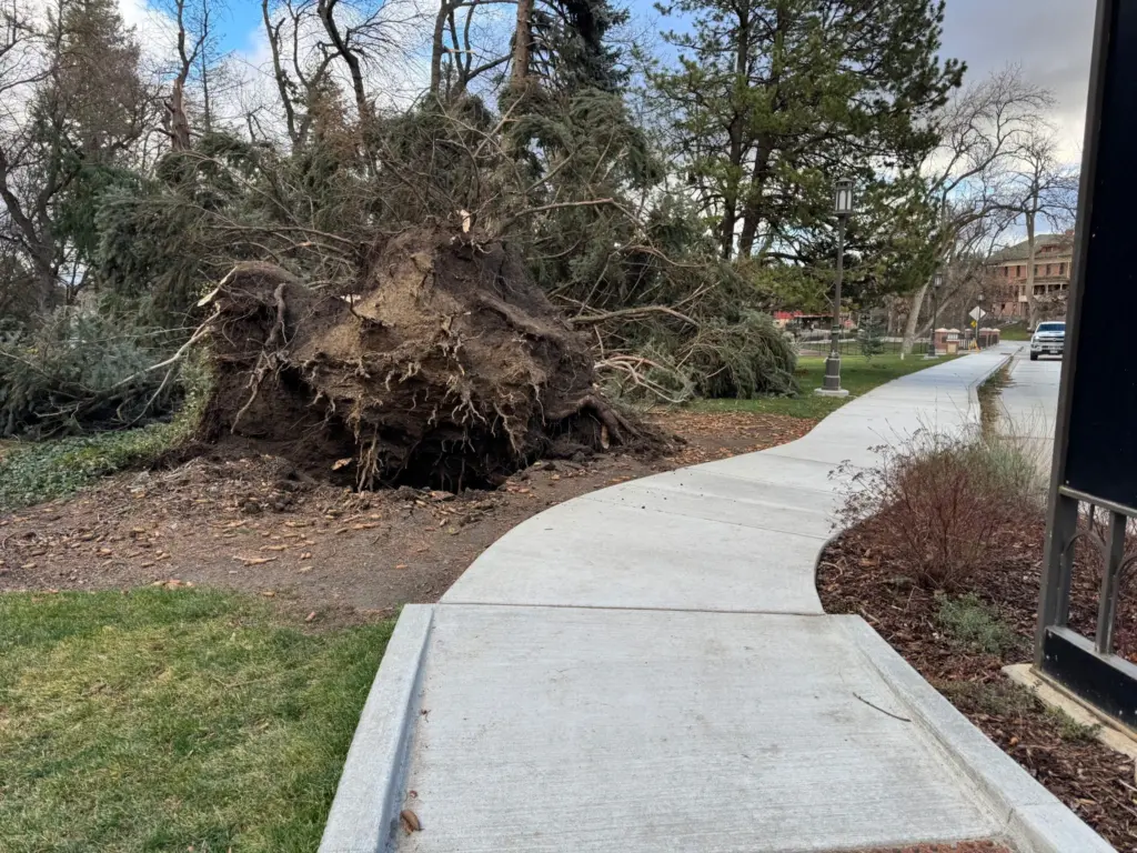A large spruce in the Presidential Grove that sustained damage. Photo credit: University of Idaho
