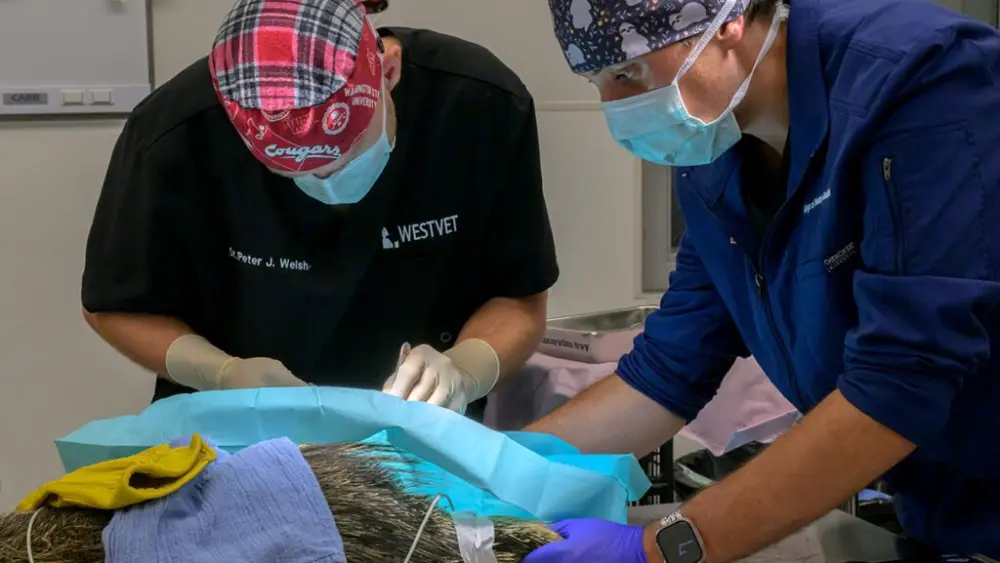 Hassan Hanna, right, a wildlife veterinary intern in WSU's College of Veterinary Medicine, helps veterinary resident Peter Welsh prepare a wild porcupine for surgery to repair a broken leg on Tuesday, July 8, 2025, in Pullman (photo by Ted S. Warren, College of Veterinary Medicine).