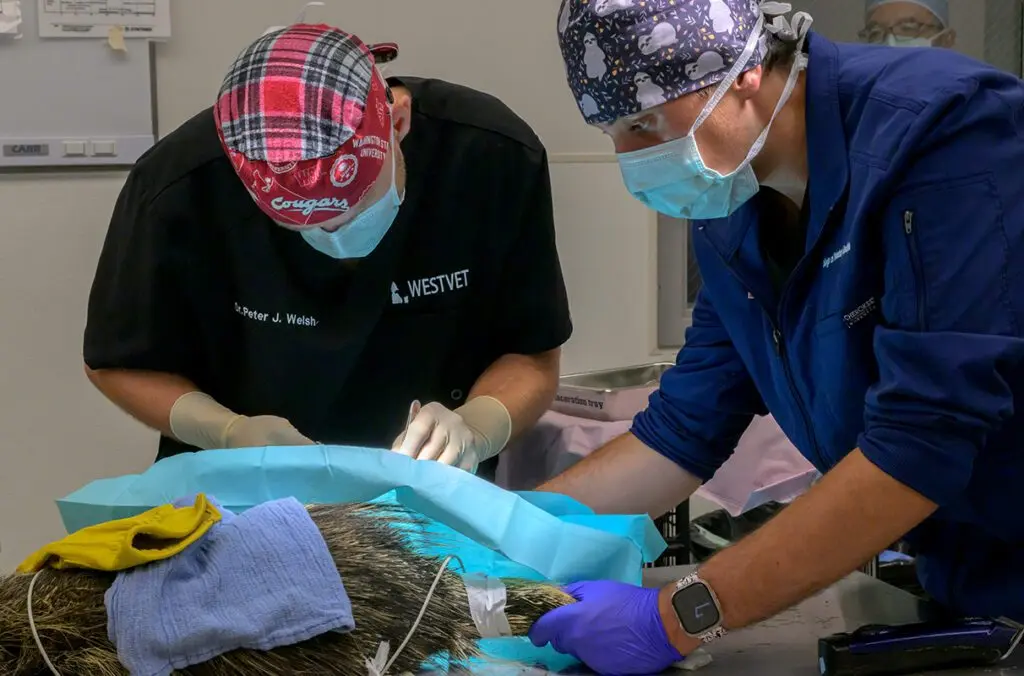 Hassan Hanna, right, a wildlife veterinary intern in WSU's College of Veterinary Medicine, helps veterinary resident Peter Welsh prepare a wild porcupine for surgery to repair a broken leg on Tuesday, July 8, 2025, in Pullman (photo by Ted S. Warren, College of Veterinary Medicine).