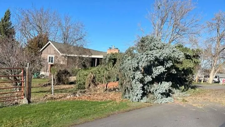 Downed tree after the windstorm. Photo by Mark Arnot.