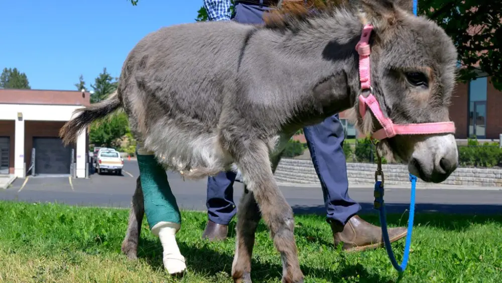 Elsa, a miniature donkey who came into the Veterinary Teaching Hospital in WSU's College of Veterinary Medicine with a severely broken leg, and was fitted with a prosthetic limb after a surgical amputation, is given some fresh air and walking practice on grass by Sebastian Larriva, a veterinary resident in equine surgery, on Tuesday, Aug. 12, 2025, in Pullman (photo by Ted S. Warren, College of Veterinary Medicine).