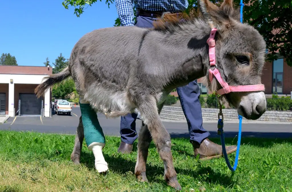 Elsa, a miniature donkey who came into the Veterinary Teaching Hospital in WSU's College of Veterinary Medicine with a severely broken leg, and was fitted with a prosthetic limb after a surgical amputation, is given some fresh air and walking practice on grass by Sebastian Larriva, a veterinary resident in equine surgery, on Tuesday, Aug. 12, 2025, in Pullman (photo by Ted S. Warren, College of Veterinary Medicine).