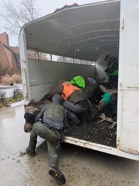 Several wildlife and enforcement staff carefully load moose into transport trailer
