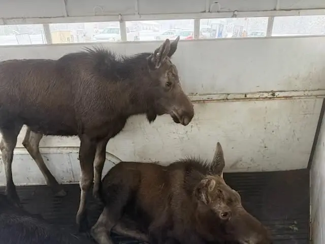 Moose are transported outside of town to a more suitable location